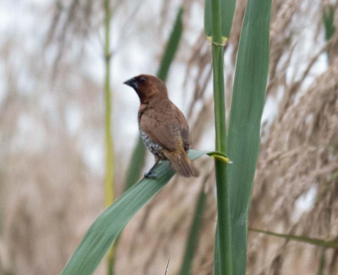 シマキンパラ - ML627003923