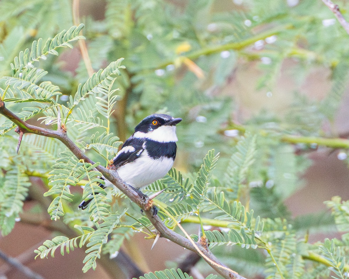 Pygmy Batis - ML627003945