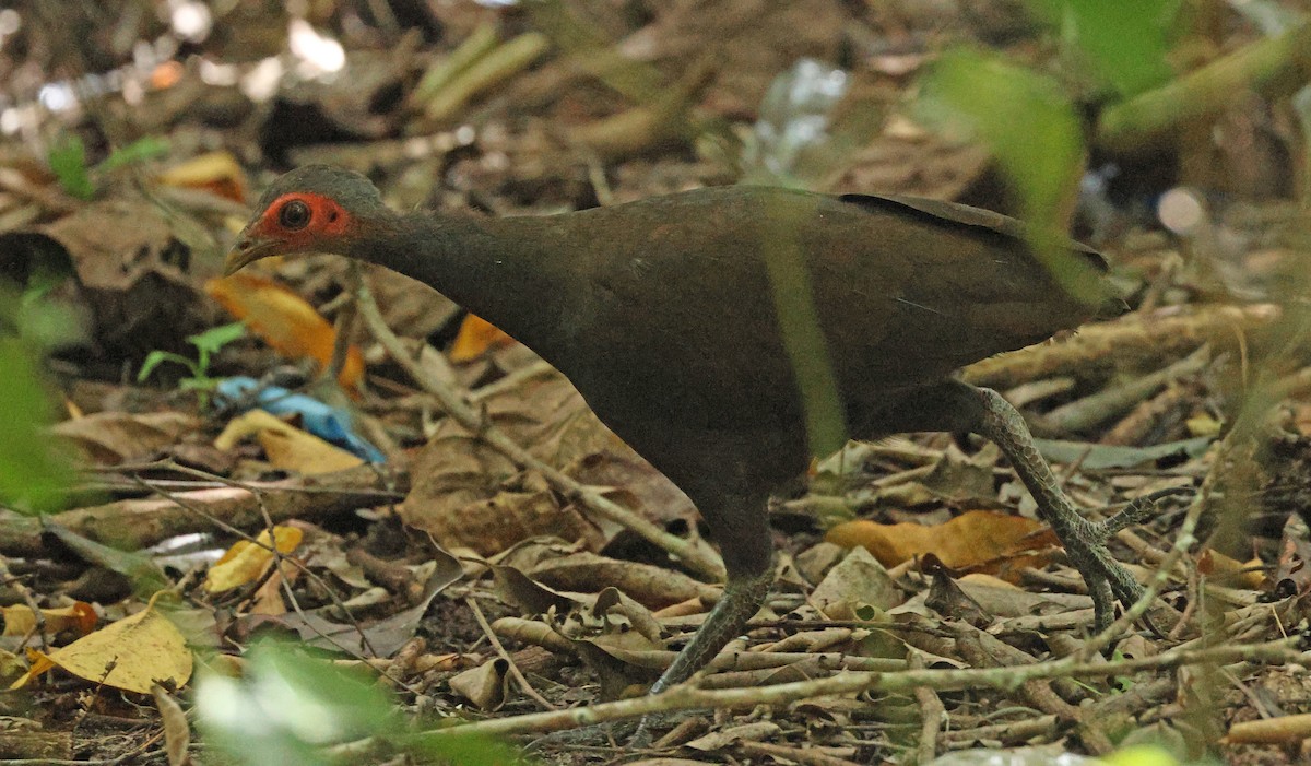 Philippinen-Großfußhuhn - ML627004051