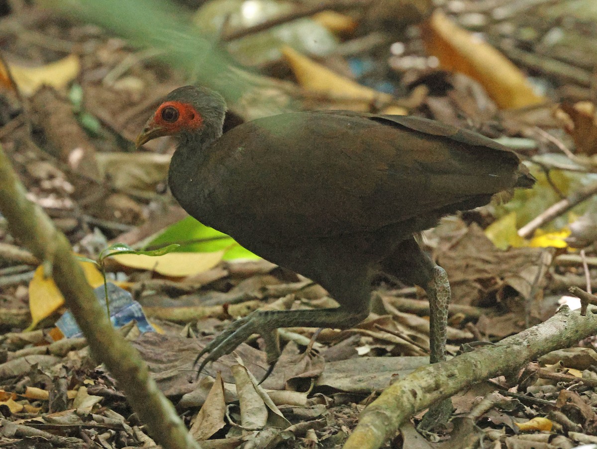 Philippinen-Großfußhuhn - ML627004052