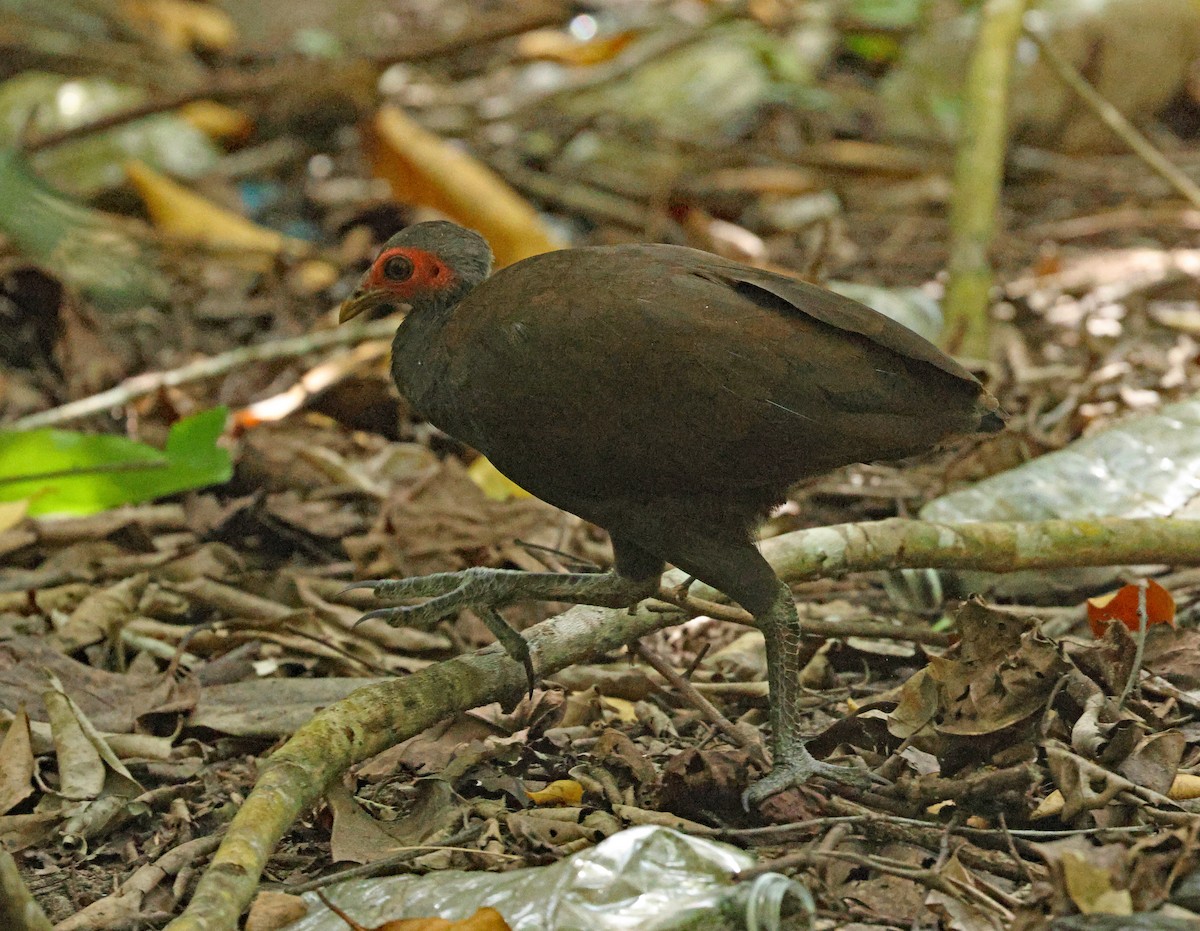 Philippinen-Großfußhuhn - ML627004053