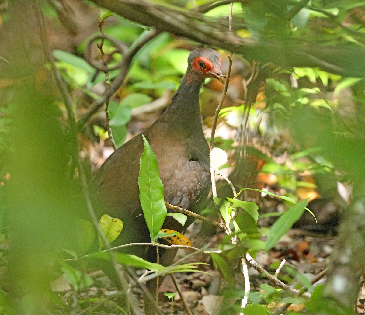 Philippinen-Großfußhuhn - ML627004069