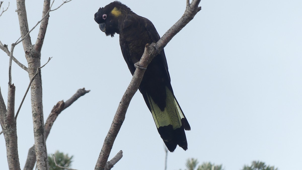 Yellow-tailed Black-Cockatoo - ML627004075