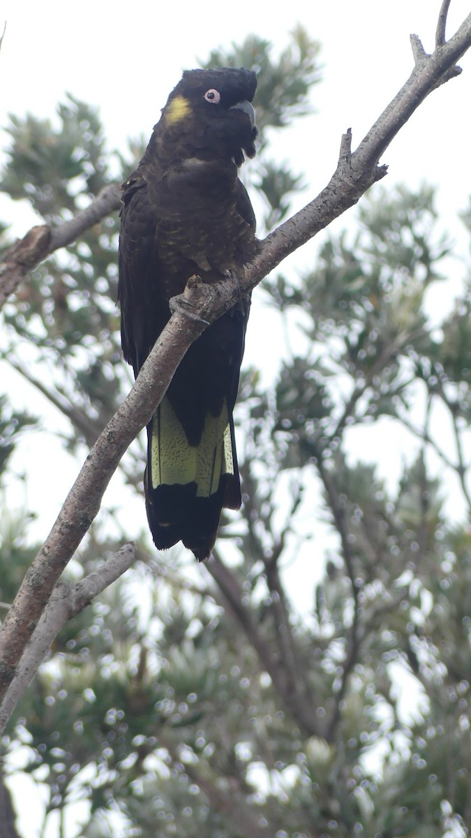 Yellow-tailed Black-Cockatoo - ML627004076