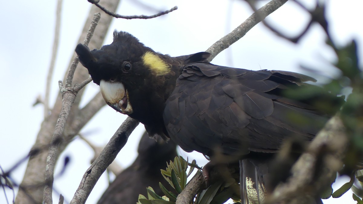 Yellow-tailed Black-Cockatoo - ML627004077