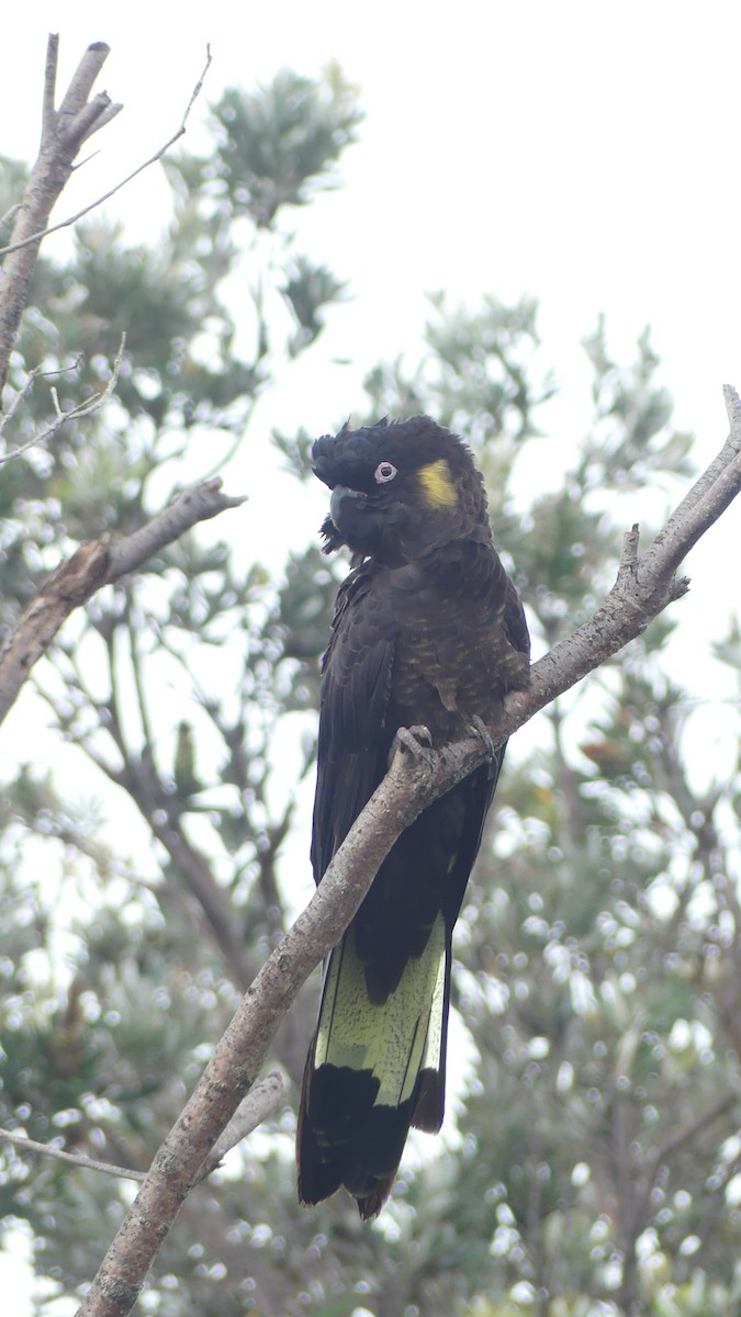 Yellow-tailed Black-Cockatoo - ML627004078