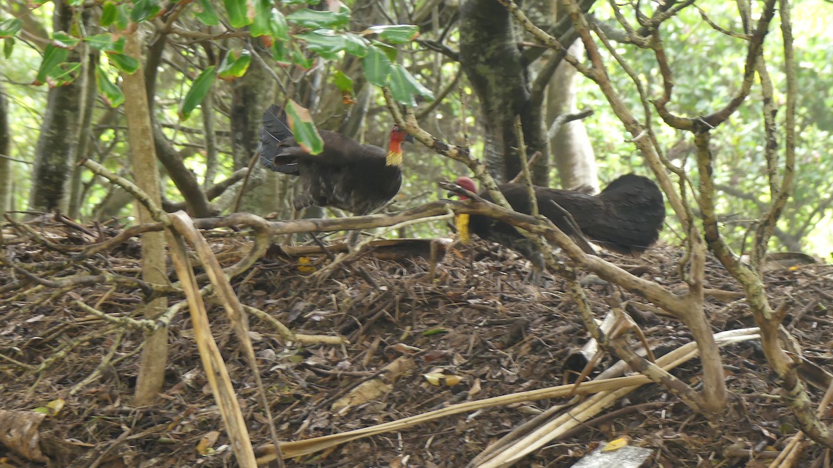 Australian Brushturkey - ML627004088