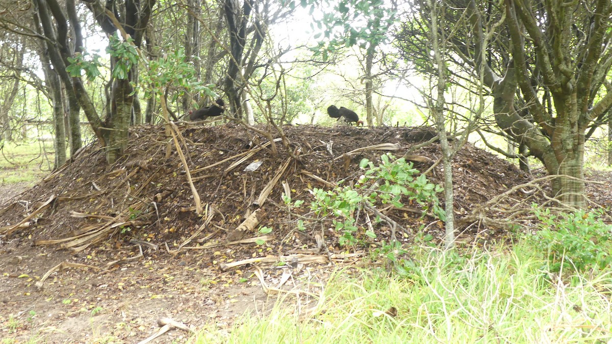 Australian Brushturkey - ML627004089