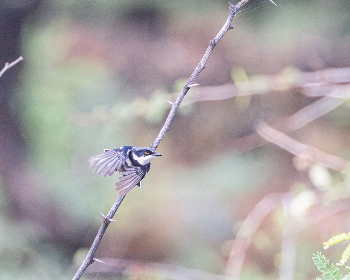 Pygmy Batis - ML627004193