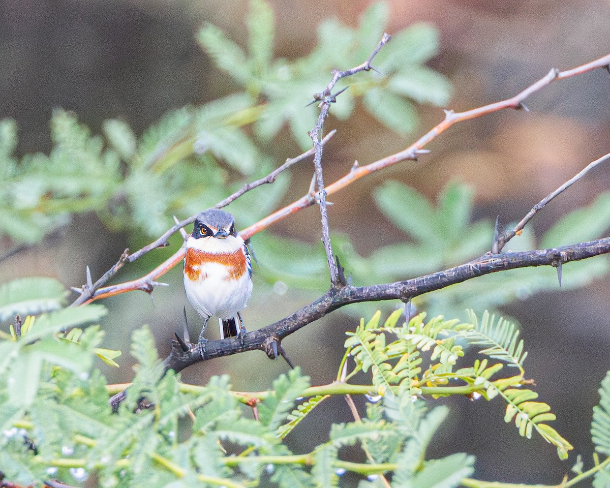 Pygmy Batis - ML627004551