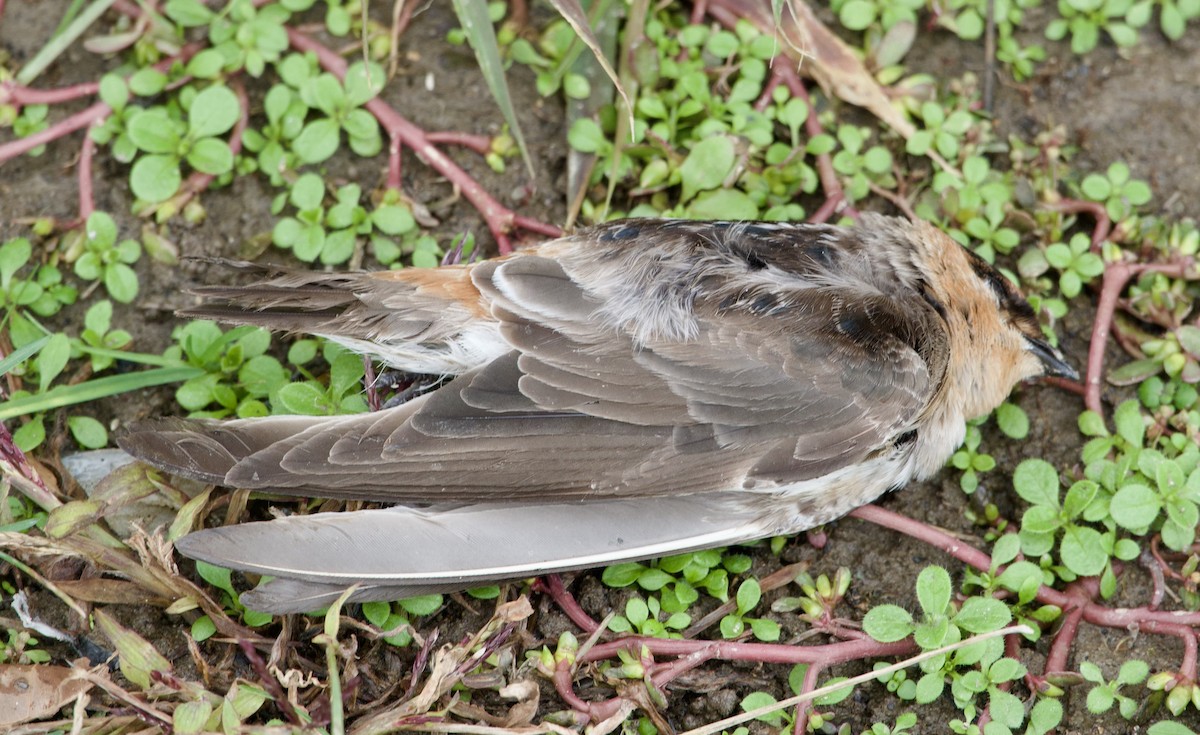 Cave Swallow - ML627004626