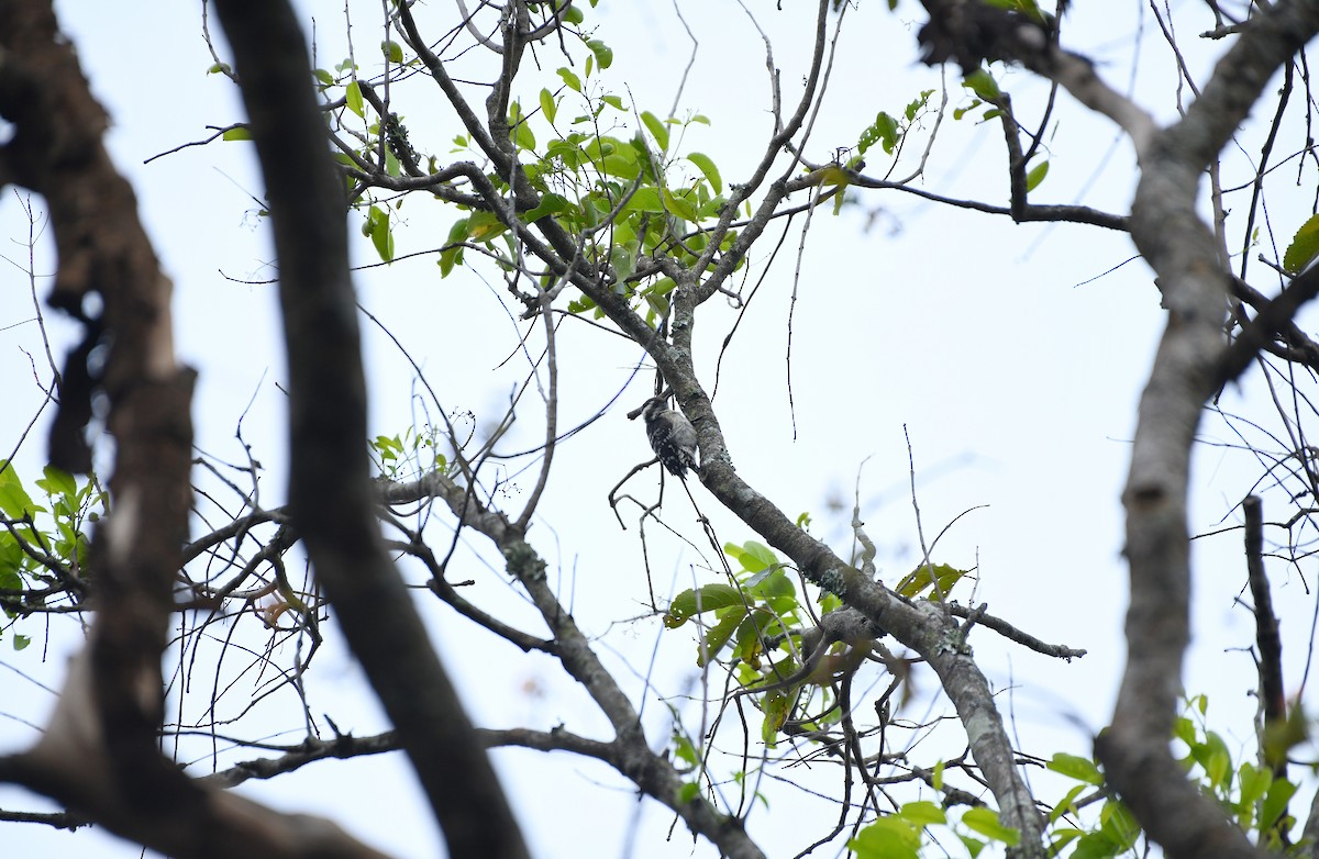 Brown-capped Pygmy Woodpecker - ML627004644