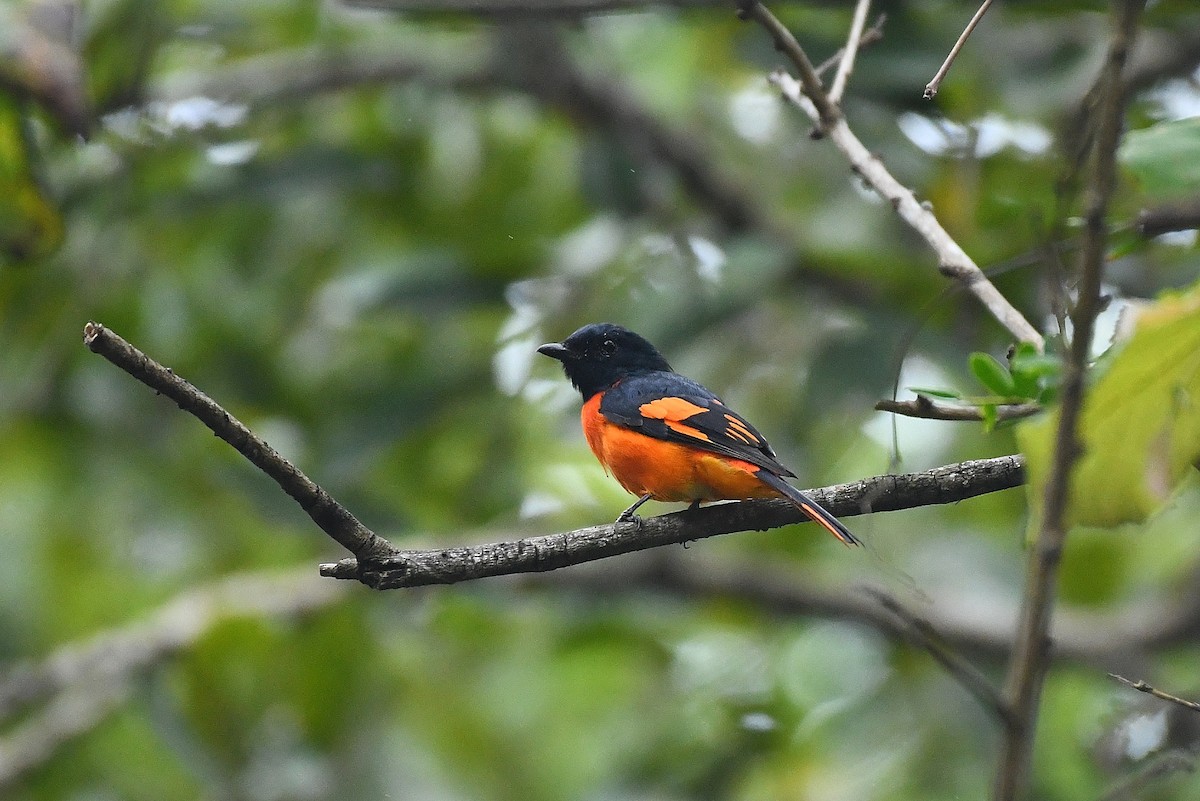 Orange Minivet - ML627004649