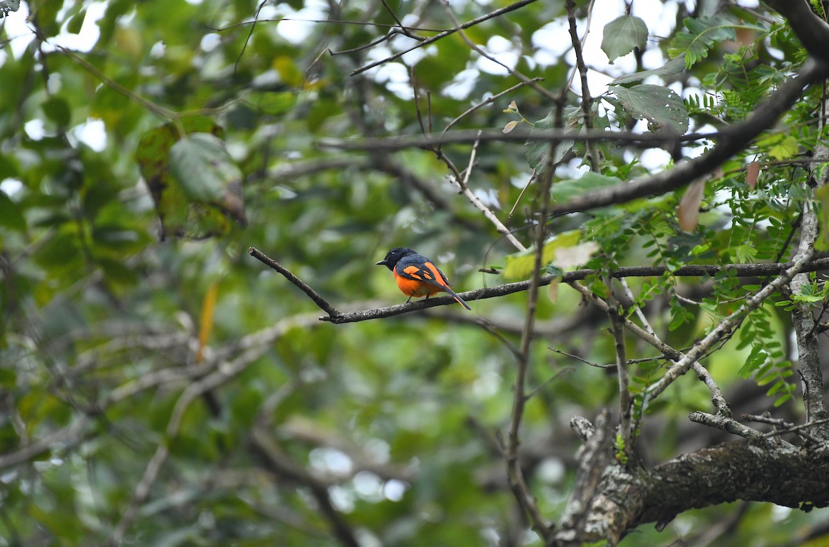 Orange Minivet - ML627004651