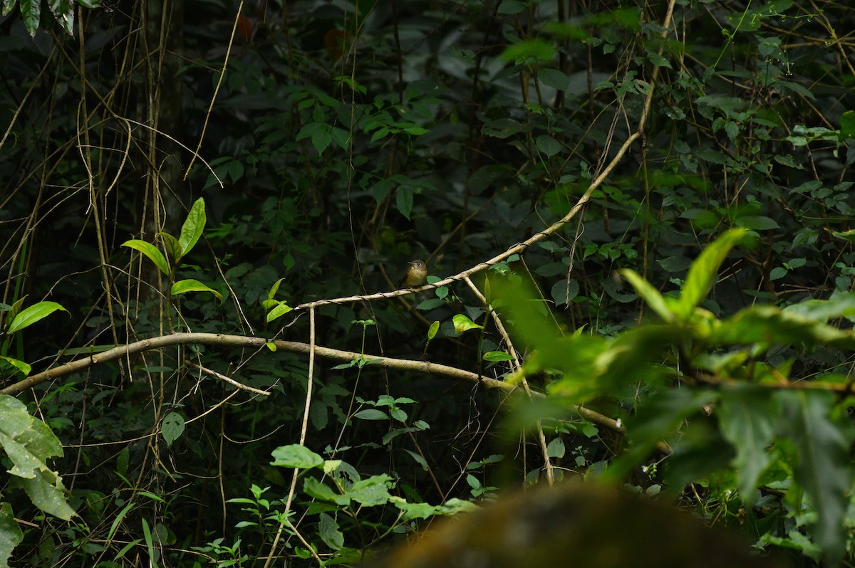 Brown-breasted Flycatcher - ML627004722