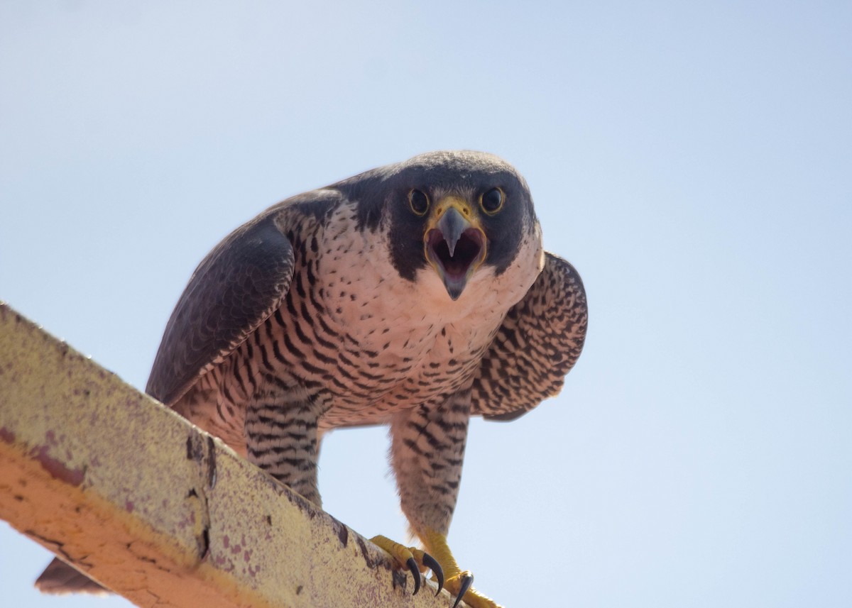 ML627004808 - Peregrine Falcon - Macaulay Library