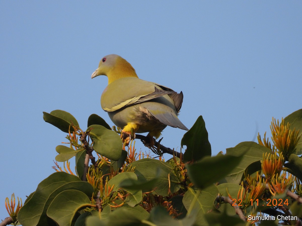 Yellow-footed Green-Pigeon - ML627004871