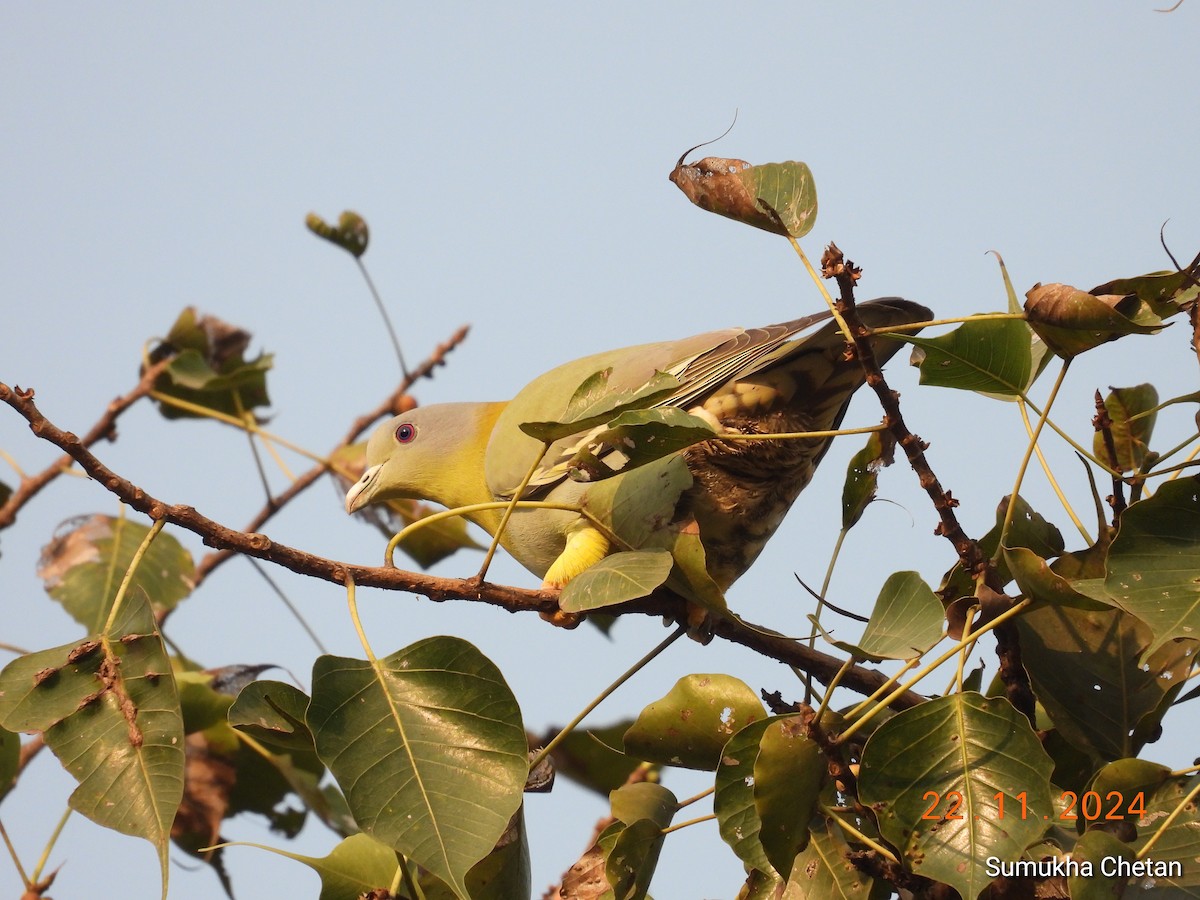Yellow-footed Green-Pigeon - ML627004872