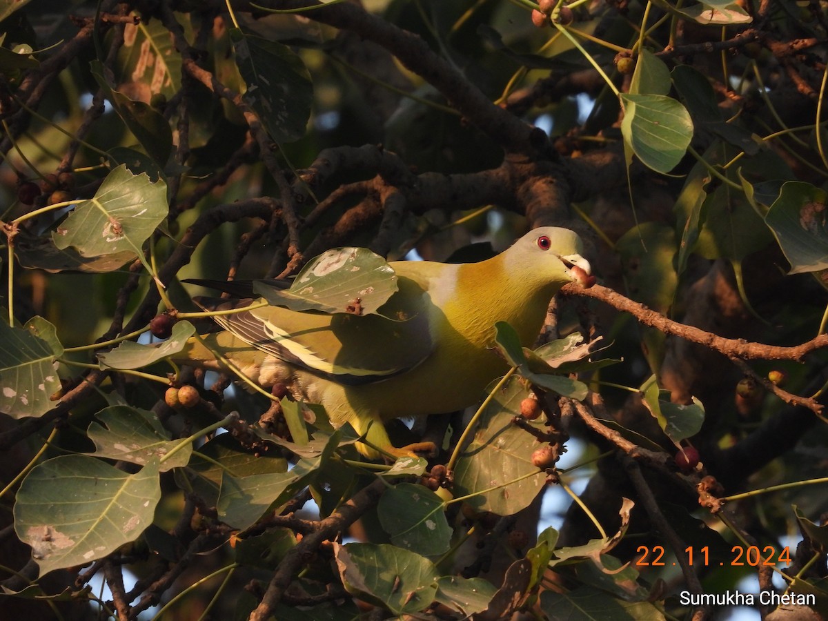 Yellow-footed Green-Pigeon - ML627004873