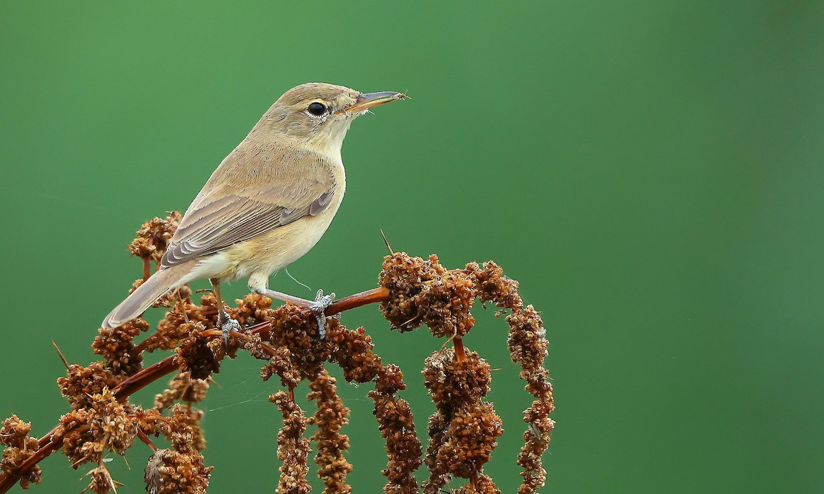 Booted Warbler - ML627004887