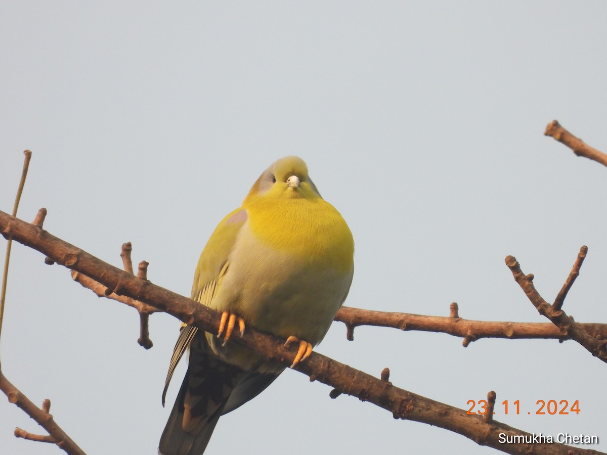 Yellow-footed Green-Pigeon - ML627004932