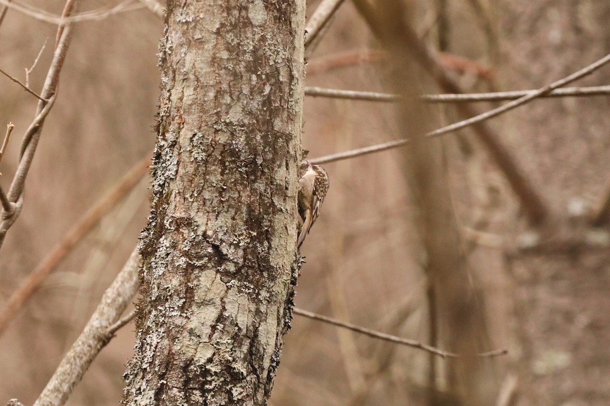 Sichuan Treecreeper - ML627004949