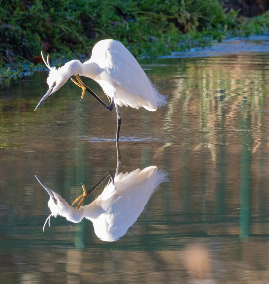 Little Egret - ML627005077