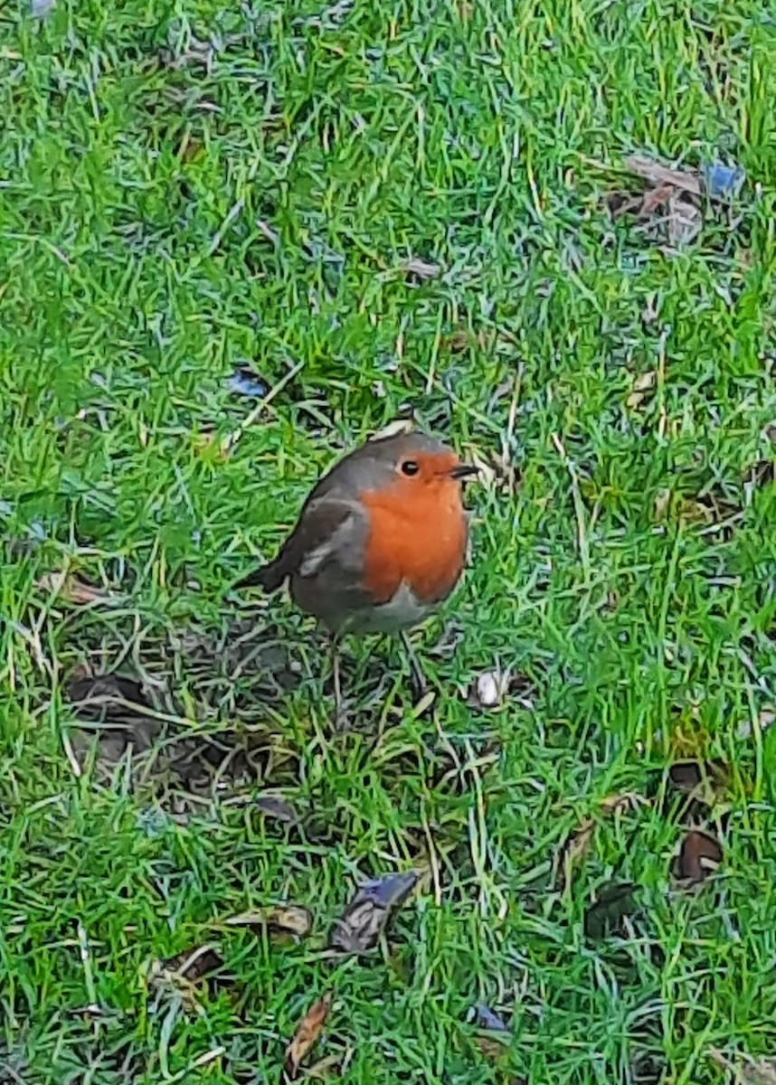 European Robin - ML627005116