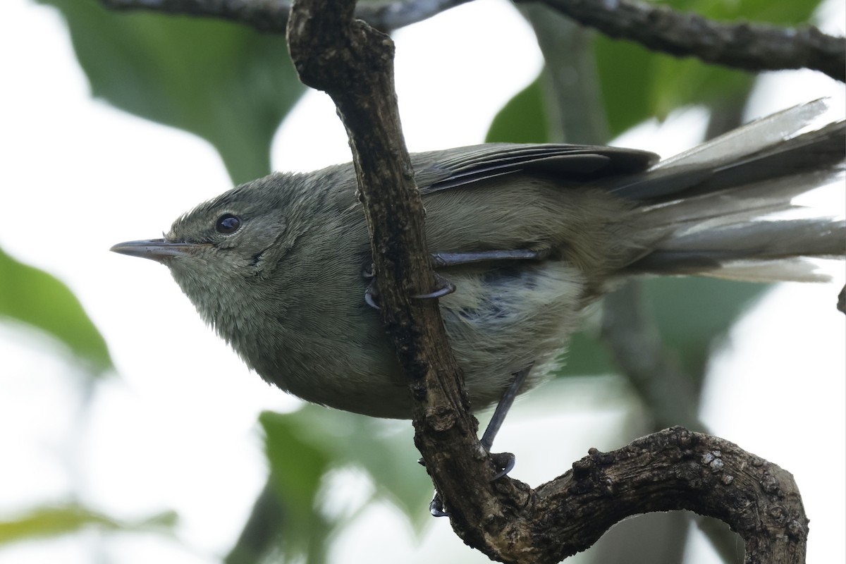 Malagasy Brush-Warbler (Malagasy) - ML627005149