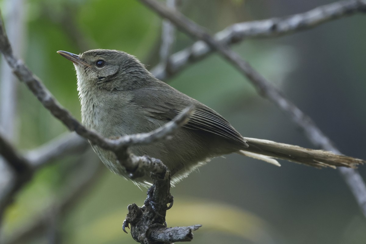 Malagasy Brush-Warbler (Malagasy) - ML627005150