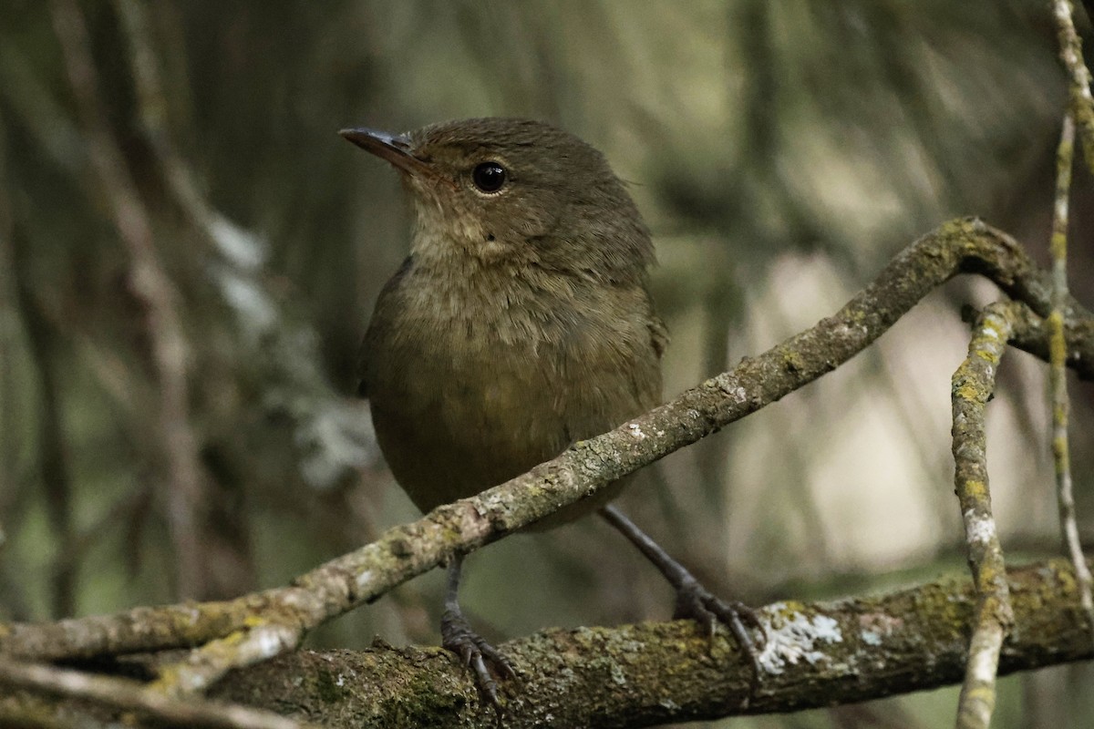 Malagasy Brush-Warbler (Malagasy) - ML627005151