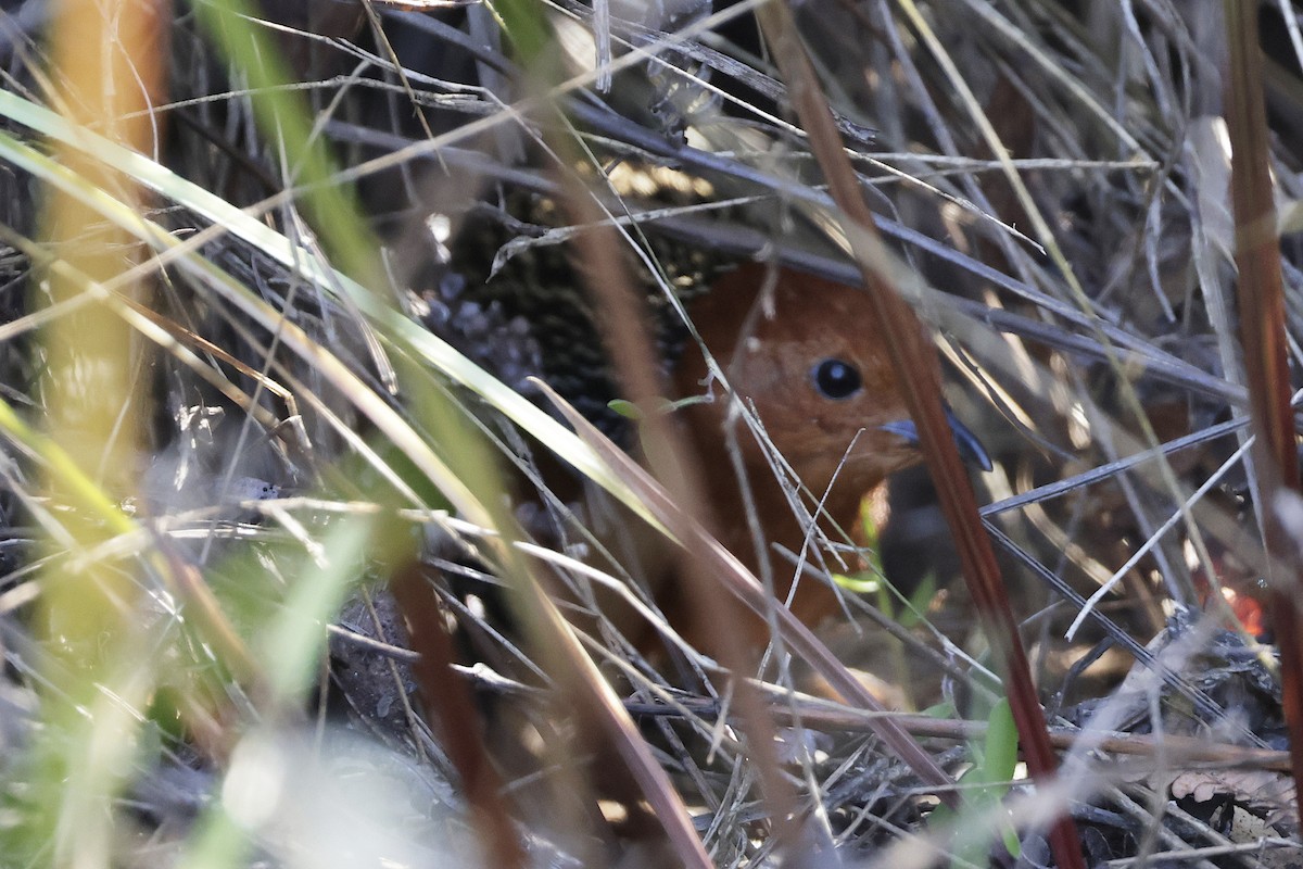 Madagascar Flufftail - ML627005163