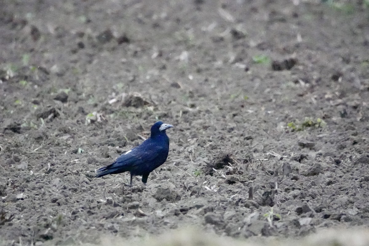 Rook - ML627005167