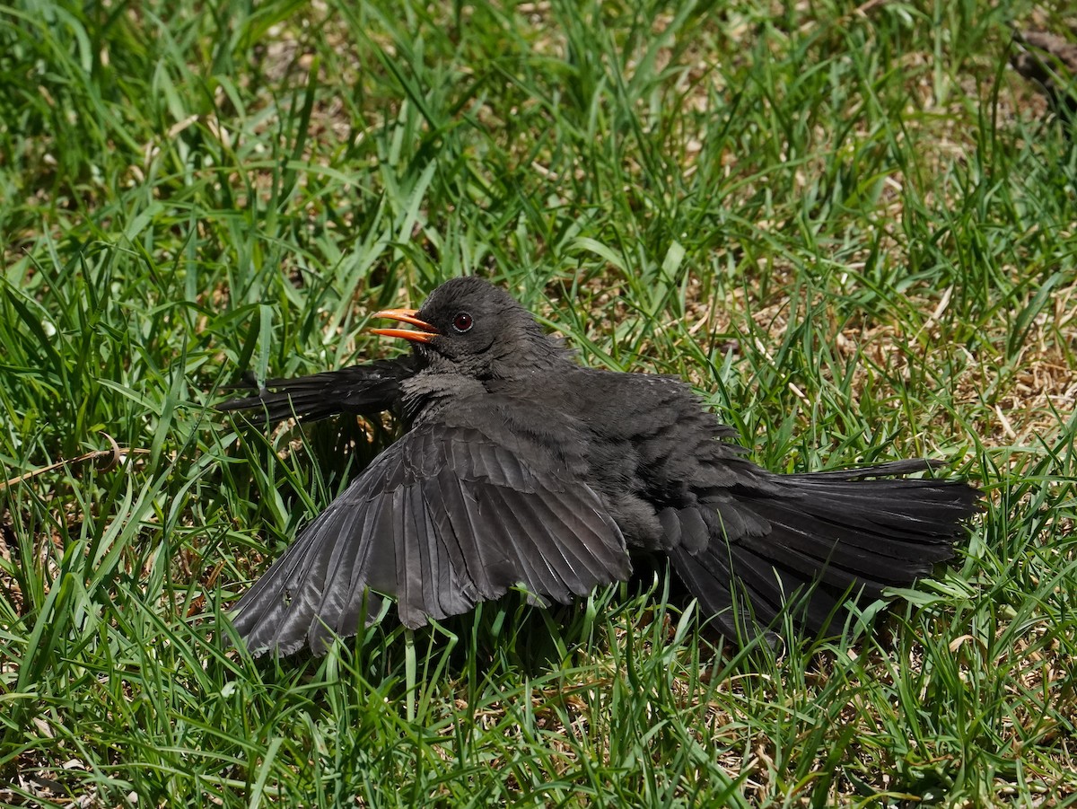 Great Thrush - ML627005310