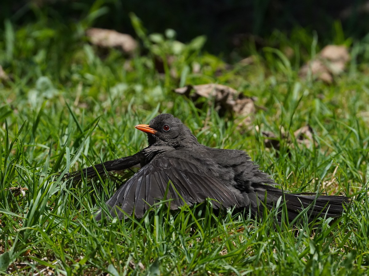 Great Thrush - ML627005311