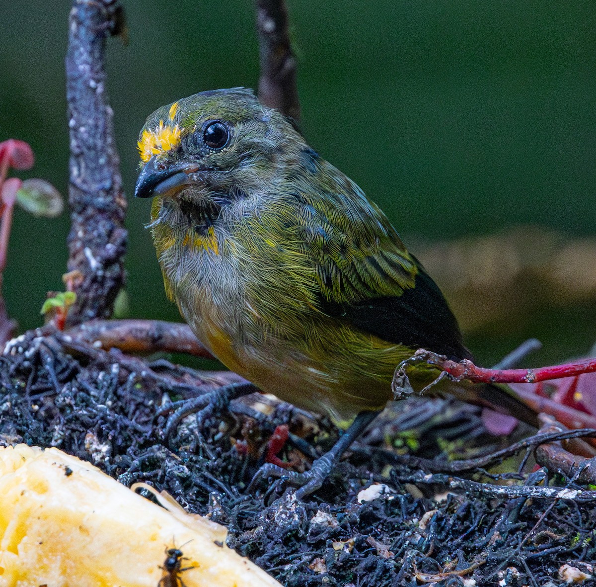 Orange-bellied Euphonia - ML627005334