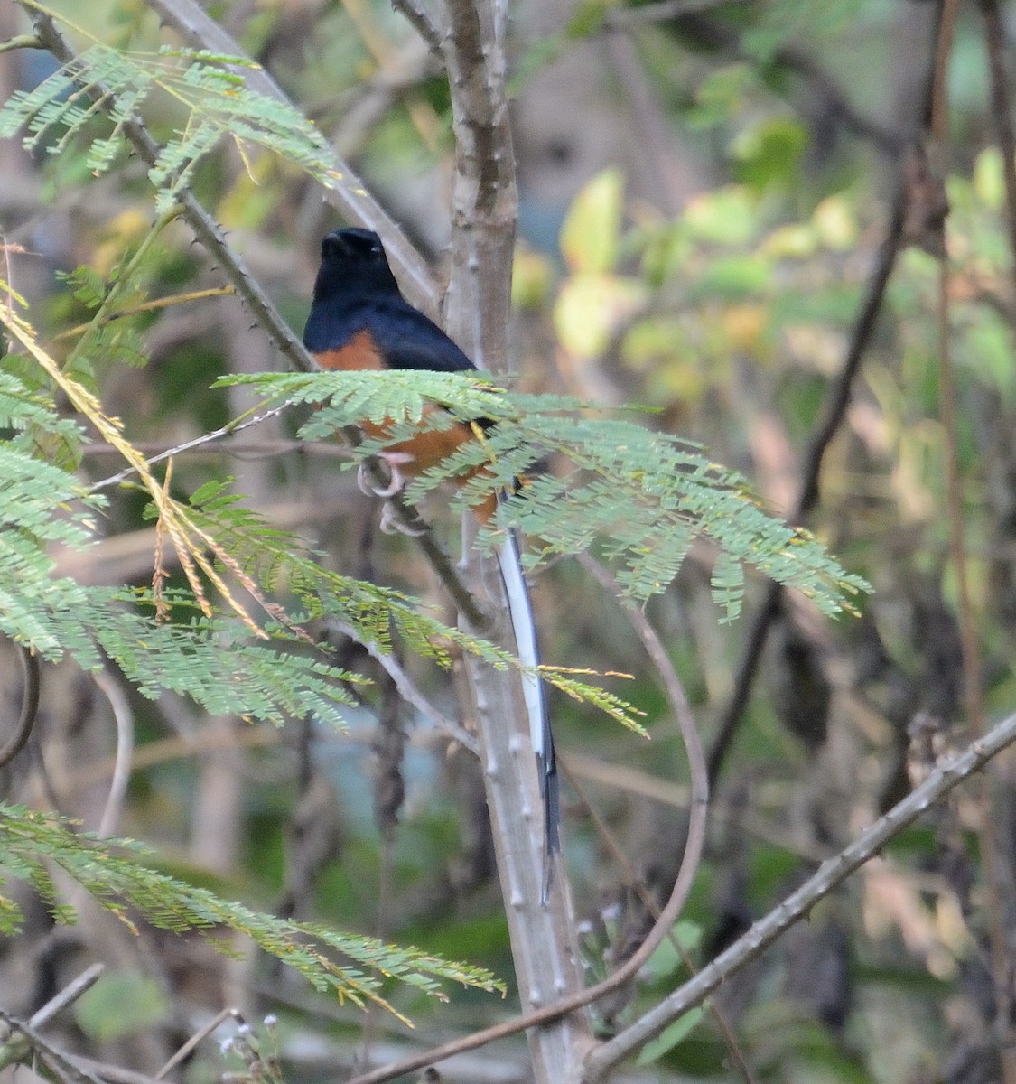 White-rumped Shama (White-rumped) - ML627005603