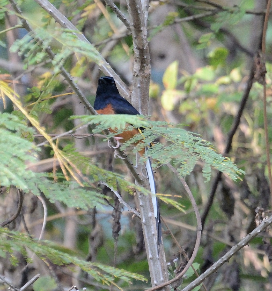 White-rumped Shama (White-rumped) - ML627005604