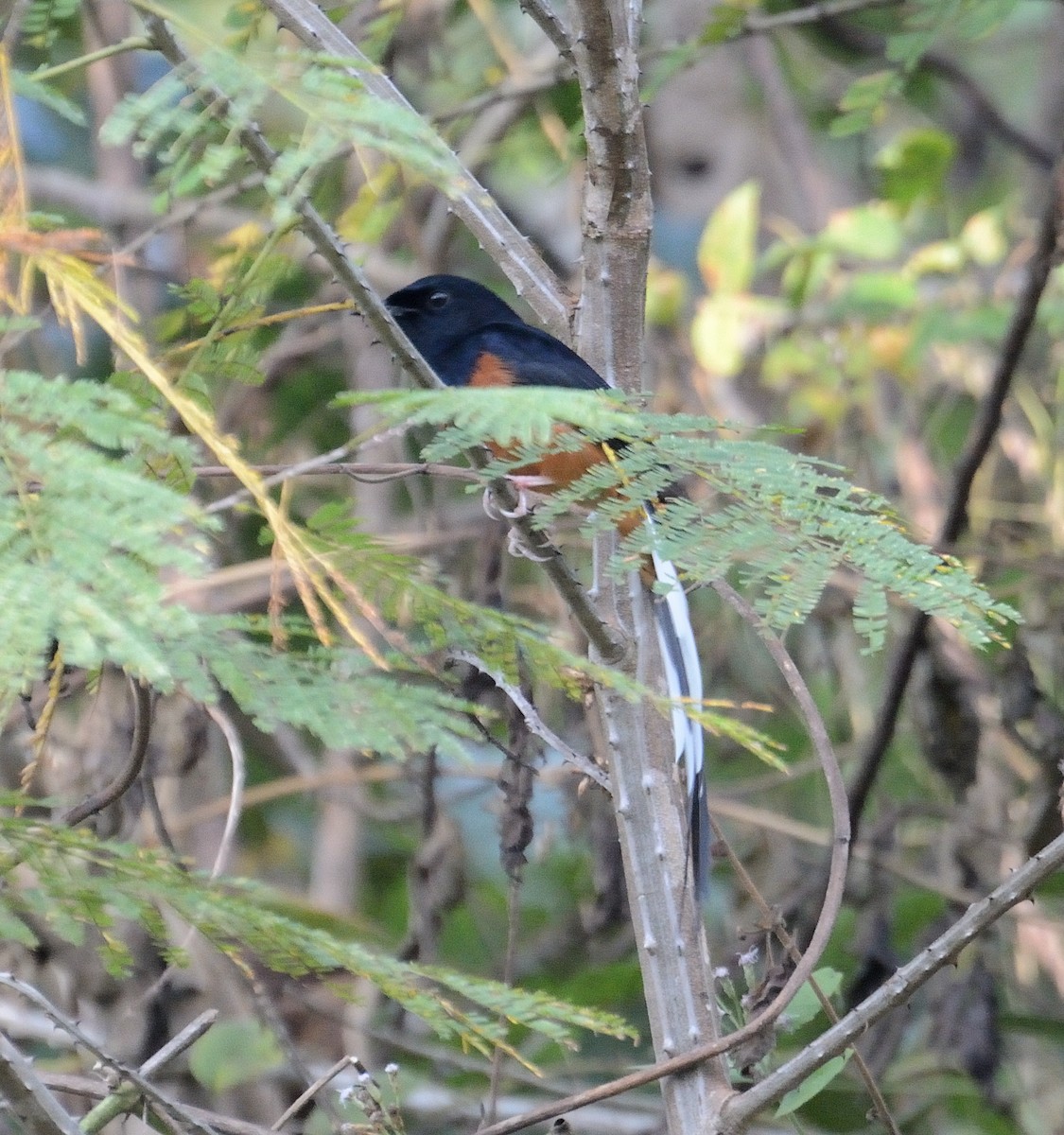 White-rumped Shama (White-rumped) - ML627005605