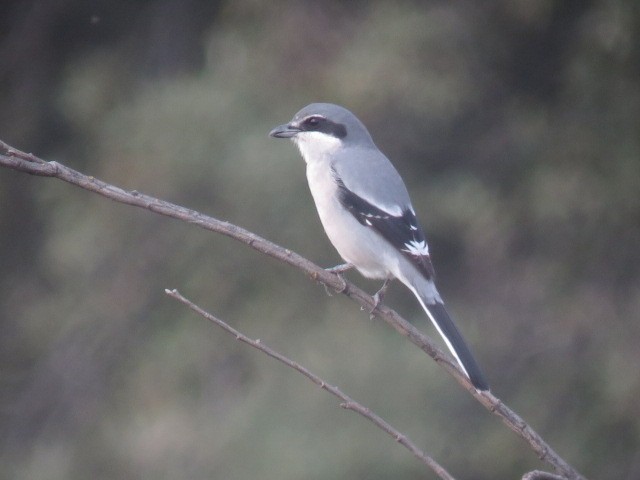 Iberian Gray Shrike - ML627005828