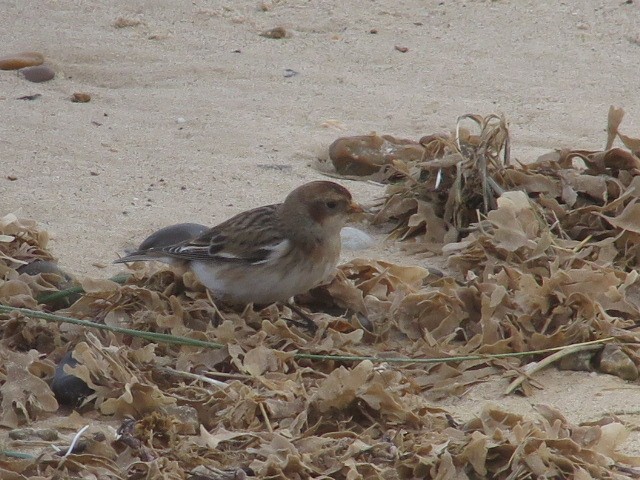 Snow Bunting - ML627005889