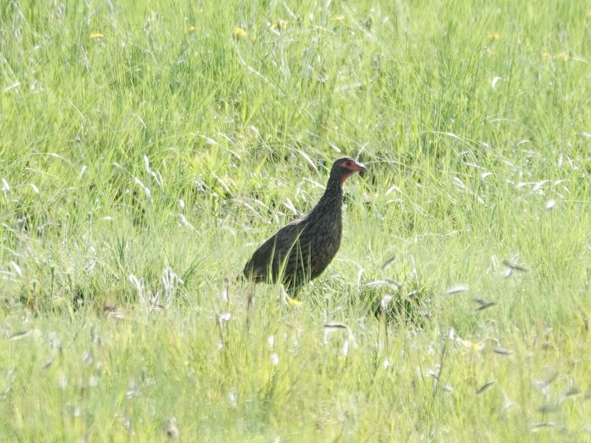 Swainson's Spurfowl - ML627006091