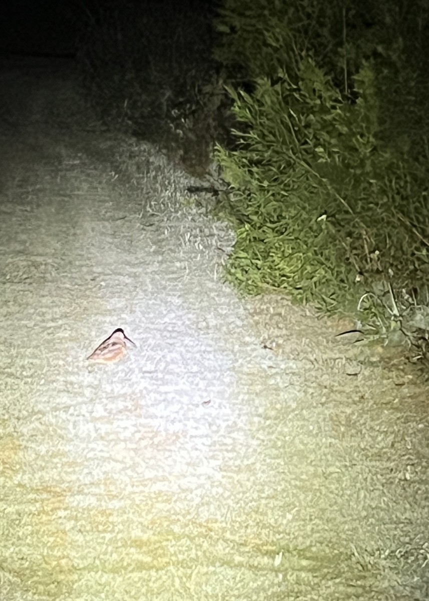 American Woodcock - ML627006099