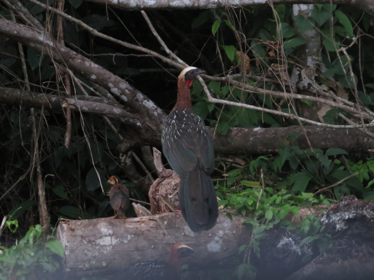 White-crested Guan - ML627006169
