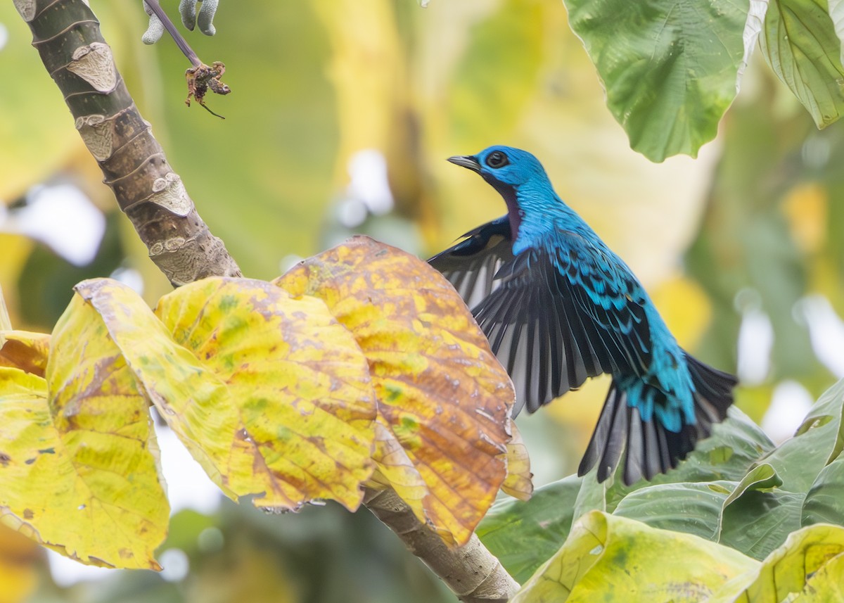 Blue Cotinga - ML627006179
