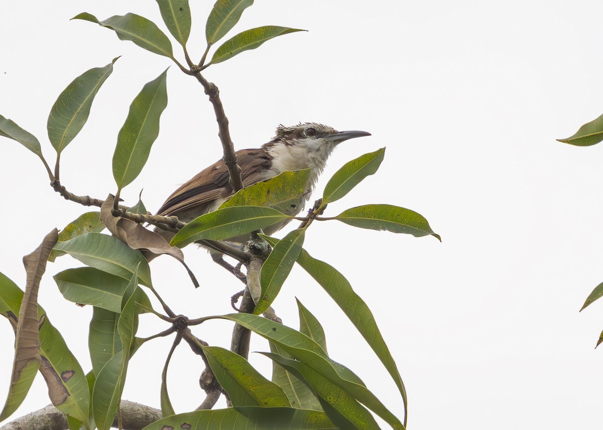 Bicolored Wren - ML627006188