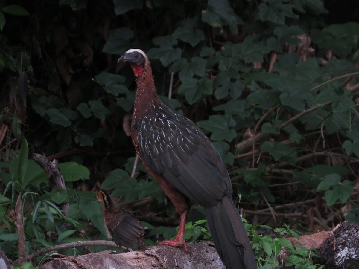 White-crested Guan - ML627006200