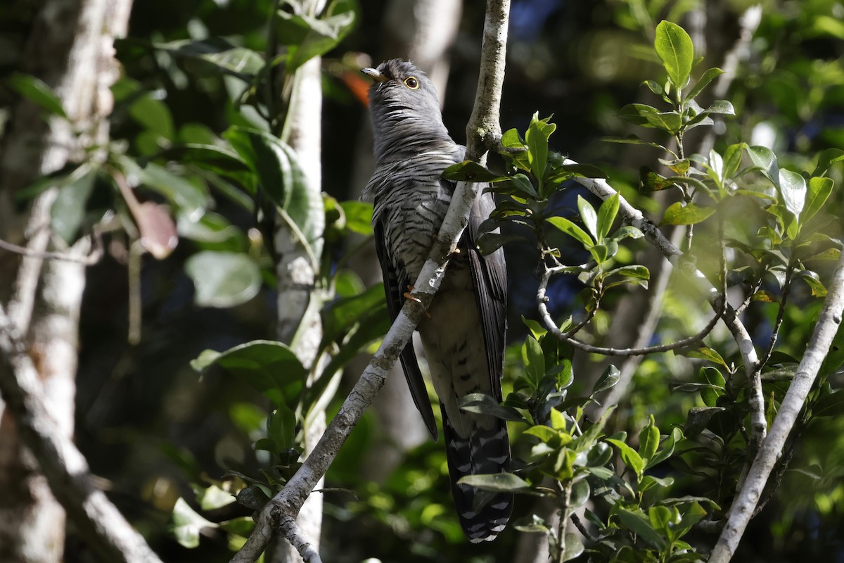 Madagascar Cuckoo - ML627006222