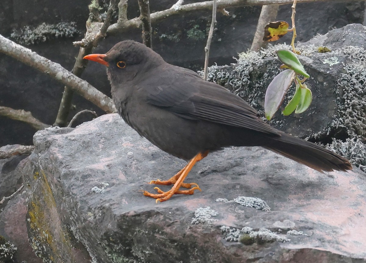 Great Thrush - ML627006227