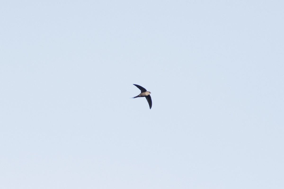 Malagasy Palm Swift - ML627006361